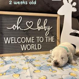Teal Boy - White male West Highland White Terrier puppy in Colorado from Busy Bee Westies