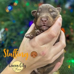 Stuffing  (lime) - Red tri-color male Australian Shepherd puppy in Falmouth, Kentucky from Queen City Farm