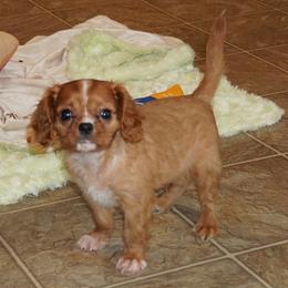 Blaze - Ruby male Cavalier King Charles Spaniel puppy in Pleasant City, Ohio from cywood's ohio cavaliers