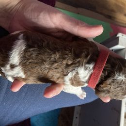 Poodle Puppies from Heart and Soul Standard Poodles