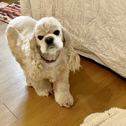 Cocker Spaniel Puppies from Silver Moon Cockers