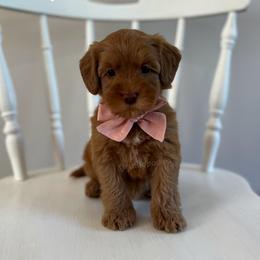 Reef - Caramel female Australian Labradoodle puppy in Belding, Michigan from Rutu Australian Labradoodles