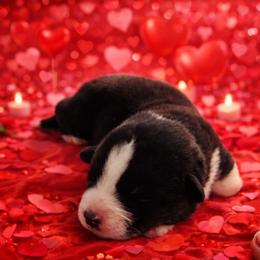 Sid - Black and white male Cardigan Welsh Corgi puppy in Kerens, West Virginia from Leather & Lace