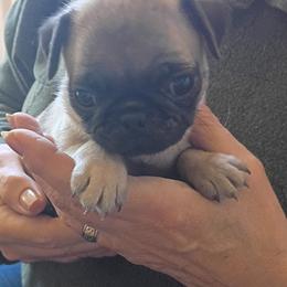 Boy 6 - Fawn male Pug puppy in Marshville, North Carolina from adorable pug puppies