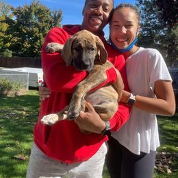 Great Dane Puppies from Phoenix Family Danes