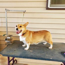 Rosie - Pembroke Welsh Corgi