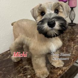 Michi - Salt and pepper male Miniature Schnauzer puppy in San Antonio, Texas from Texas Blessed Schnauzers