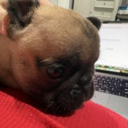 Envy - Fawn female French Bulldog puppy in Alabama from Rathbone Bulldogs