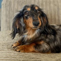 Poppy - Dachshund