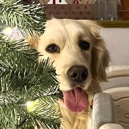 Holly - Golden Retriever