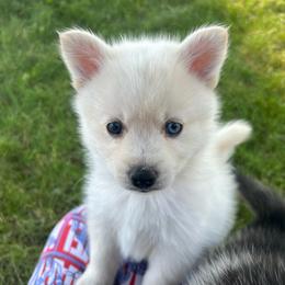 Bobby - White male Pomsky puppy in Coeur D'alene, Idaho from PNW Pomskys