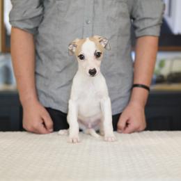Landon - White and fawn male Whippet puppy in Atlanta, Georgia from Sinaj