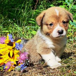 Samuel Adams - Sable male American Corgi puppy in Gouverneur, New York from St. Lawrence Corgis