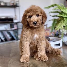Clyde - Red  male Goldendoodle puppy in St George, Utah from Doodle Bears of Southern Utah