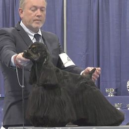 Baer - Cocker Spaniel