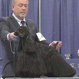 Baer - Cocker Spaniel