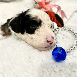 BENEDICT - Tri-color male Bernedoodle puppy in Houston, Texas from Pia’s Doodle Poodle Wag