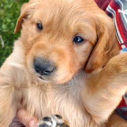 Boy 2 - Golden male Golden Retriever puppy in Grand Meadow, Minnesota from Root River Retrievers