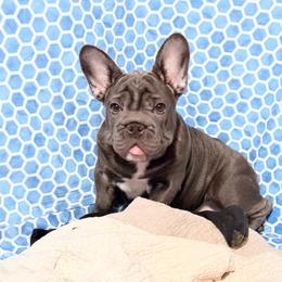 Waverly Hills Sanatorium - Blue female French Bulldog puppy in Deer Park, Texas from Lots of Ropes French Bulldogs