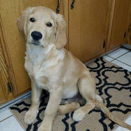 Golden Retriever Puppies from Southern Golden Retrievers