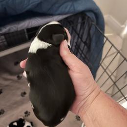 Biscoff - Tri-color male Cavalier King Charles Spaniel puppy in Avalon Beach, Florida from Cavaliers of Avalon