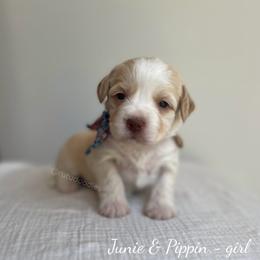 Misty - Caramel female Australian Labradoodle puppy in Belding, Michigan from Rutu Australian Labradoodles