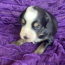 Boy 6 - Miniature Australian Shepherd puppy in Paris, Texas from Kuttin’ Up Mini Aussies