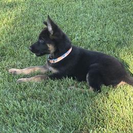 Multi color collar girl - Black and red female German Shepherd puppy in Galt, California from At Redwood Runs