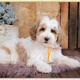 Dorothy - Parti female Goldendoodle puppy in Connersville, Indiana from Deaz Doodle Ranch
