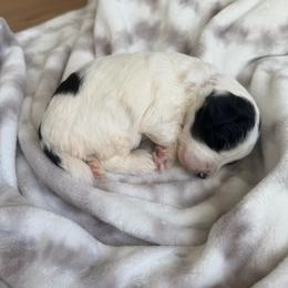 Lexi - Black and white female Bernedoodle puppy in Fishers, Indiana from Fishers Bernedoodles