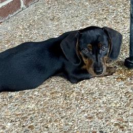 Coco - Dachshund
