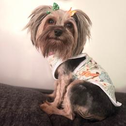 Bella - Yorkshire Terrier