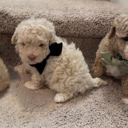 Spade - Cream male Goldendoodle puppy in Richmond, Texas from Harper’s Heartbeats