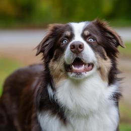 River - Australian Shepherd