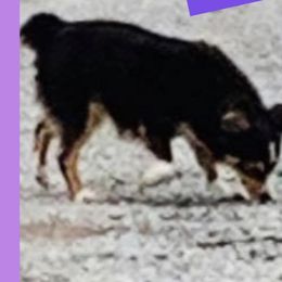 MIA  - Miniature Australian Shepherd