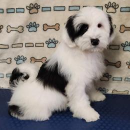 Friend Bear - White and black male Tibetan Terrier puppy in Lane County, Oregon from Zara Tibetan Terriers