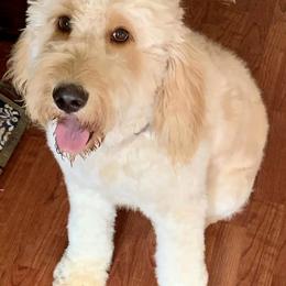 Lacey - Goldendoodle