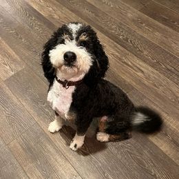 Oliver - Bernedoodle