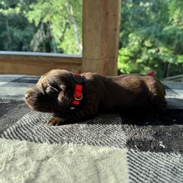 Red Collar - Chocolate male Boykin Spaniel puppy in Comer, Georgia from Weavers Kennels