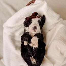Hope - Black and white female Bernedoodle puppy in Cold Spring, Minnesota from A.N.A. Doodles