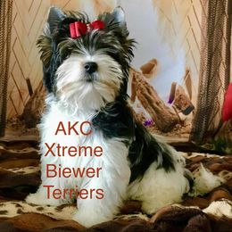 Girl 2 - Black tan and white female Biewer Terrier puppy in Jonestown, Pennsylvania from AKC Xtreme Biewer Terriers...