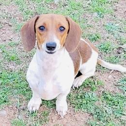 Chicken Nugget - Dachshund