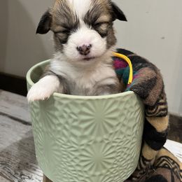 Miniature Australian Shepherd and Pembroke Welsh Corgi Puppies from Fluffy Butt Acres