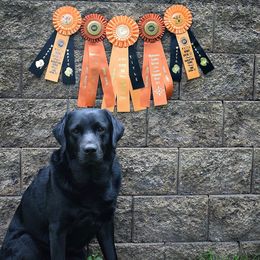 Frago - Labrador Retriever
