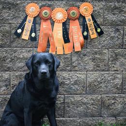 Frago - Labrador Retriever