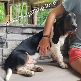 Jackson - Black brown and white male Basset Hound puppy in Newton Grove, North Carolina from MGA Basset Hound