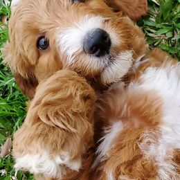 Goldendoodle and Poodle Puppies from Ben's Best Buddy Goldendoodles