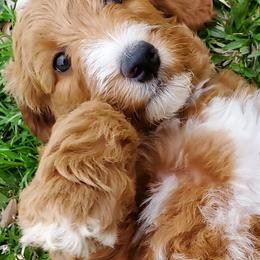 Goldendoodle and Poodle Puppies from Ben's Best Buddy Goldendoodles
