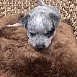 Australian Cattle Dog Puppies from June's Australian Cattle Dogs