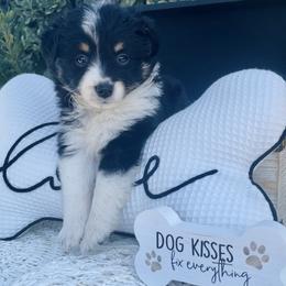 Miniature Australian Shepherd Puppies from DLT MiniAussie